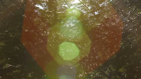 Pine branches in wind with flare 1 Stock Footage 2225524