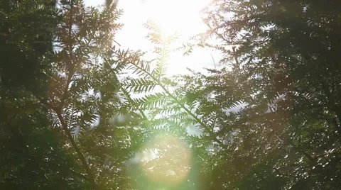 Pine branches in wind with flare 2 Stock Footage 2223925