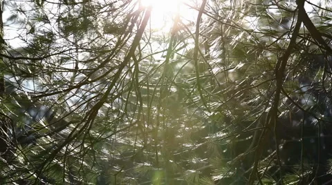 Pine branches in wind with flare 3 Stock Footage 2220527