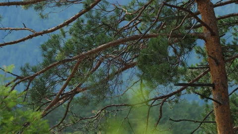 Pine branches in the wind Stock Footage 204718269