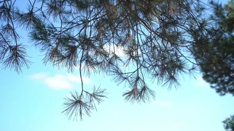 Pine Branches In The Wind Stock Footage 248703863