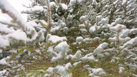 Pine branches in the winter forest Stock Footage 228752508