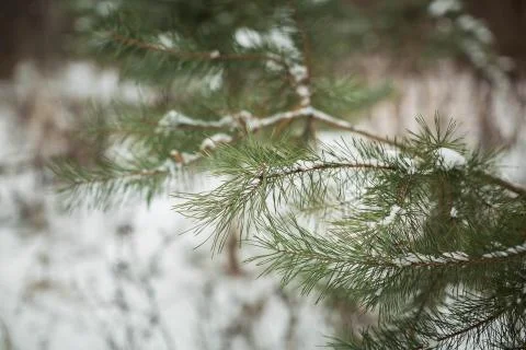 Pine branches in winter Stock Photos