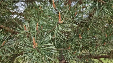 Pine branches with young buds close-up Video stock 347455113