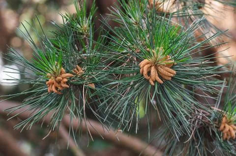Pine branches with young cones in close-up. Nature and ecology concept. Stock Photos
