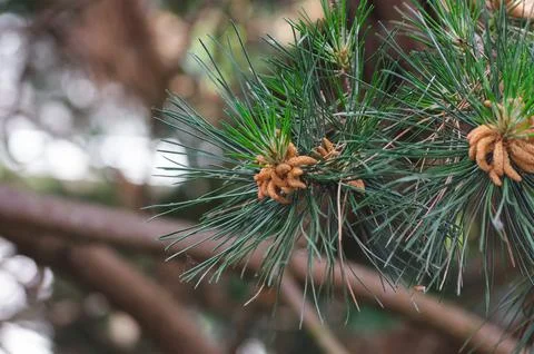 Pine branches with young cones in close-up. Nature and ecology concept. Fotos de archivo