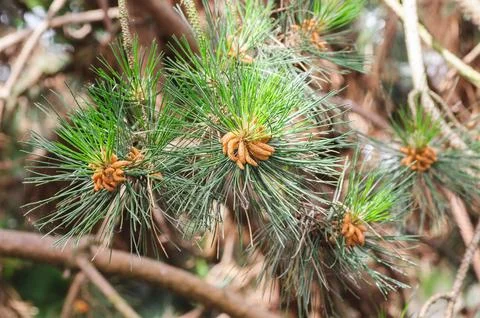 Pine branches with young cones in close-up. Nature and ecology concept. Foto stock