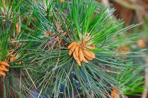 Pine branches with young cones in close-up. Nature and ecology concept. Fotos de archivo