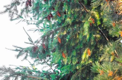 Pine branches with young cones in close-up. Nature and ecology concept. Foto stock