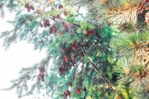Pine branches with young cones in close-up. Nature and ecology concept. Stock Photos