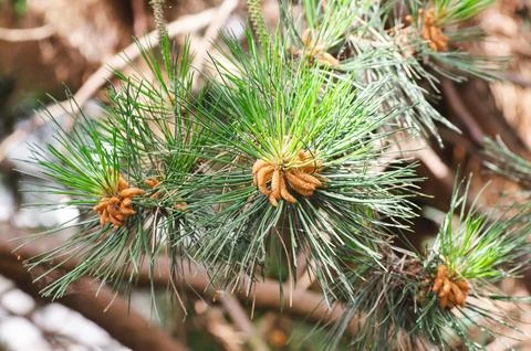 Pine branches with young cones in close-up. Nature and ecology concept. Stock Photos