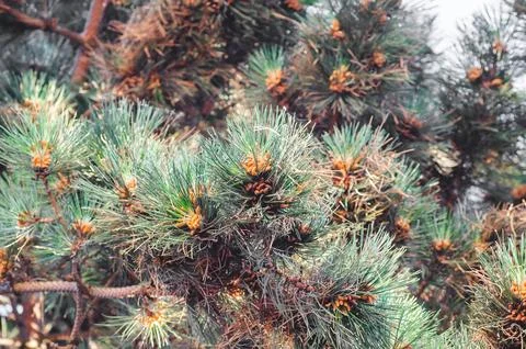 Pine branches with young cones in close-up. Nature and ecology concept. Stock Photos