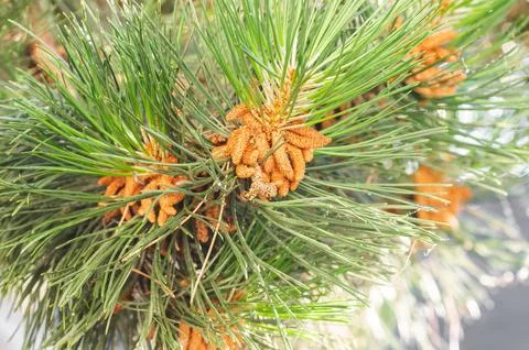 Pine branches with young cones in close-up. Nature and ecology concept. Stock Photos
