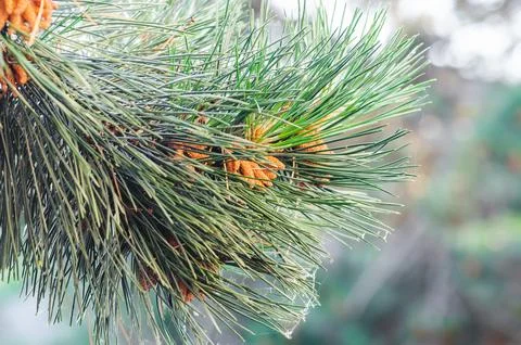 Pine branches with young cones in close-up. Nature and ecology concept. Stock Photos