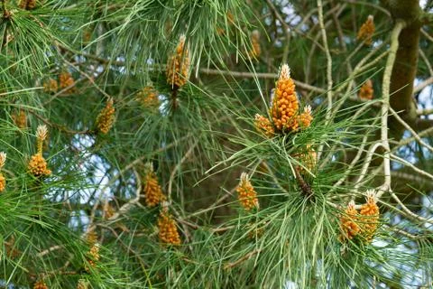 Pine branches with young cones in good weather in spring. Close up Stock Photos