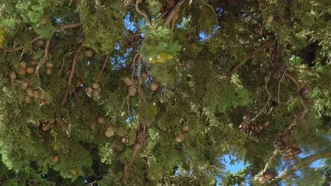 Pine branches with young green cones swaying in the wind Stock Footage 99533433