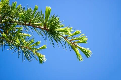 Pine branches with young pine needles on blue sky background Stock Photos