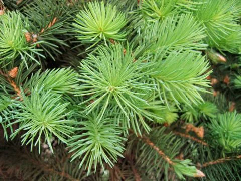 Pine branches with young runaways Stock Photos