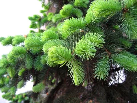 Pine branches with young runaways Stock Photos
