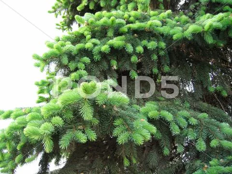 Pine branches with young runaways Stock Photos