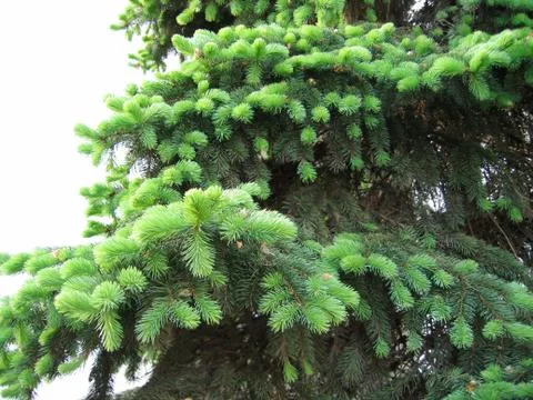 Pine branches with young runaways Stock-Fotos