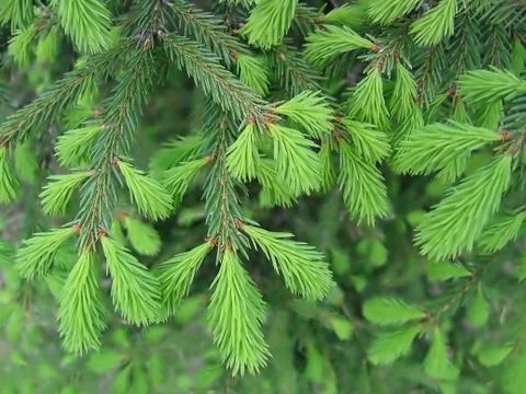 Pine branches with young runaways Stock Photos