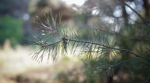Pine brunch in back light Stock Footage 63000789