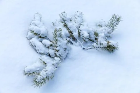 Pine brunch in snow 스톡 사진