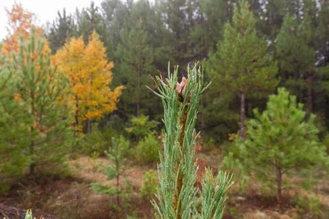 Pine Bud with Raindrops 스톡 사진