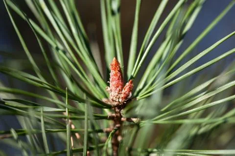 Pine bud in the spring. Pine branches with needles. Stock Photos