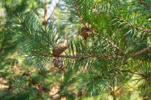 Pine buds and cones in the spring. Bloomed pine branches. Young pine cone. Stock Photos