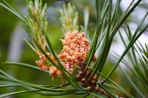 Pine buds are swelling in spring 写真素材