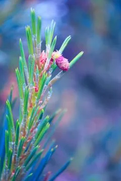 Pine buds are swelling in spring 스톡 사진