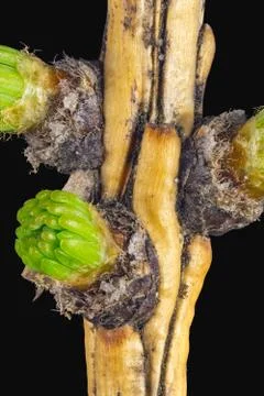 Pine buds on a branch Stock Photos