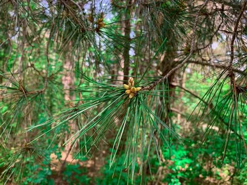 Pine buds in the forest. New pine cone sprout on branch of Red Pine tree.  Stock Photos