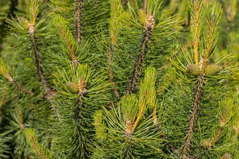 Pine buds on a green tree. About health. Stock Photos