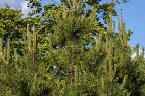 Pine buds on a green tree. About health. Stock Photos