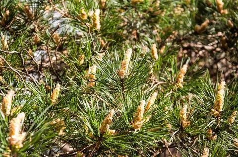Pine buds growing background.Forest backdrop. Stock Photos