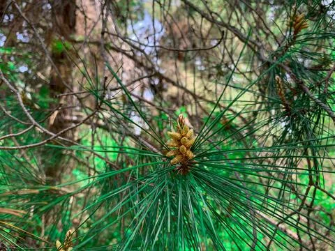 Pine buds on sprout tree in the spring forest.  Stock Photos