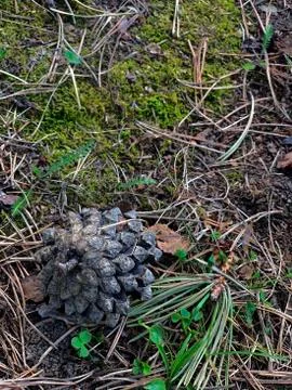 A pine bump on the ground that has fallen. Stock Photos