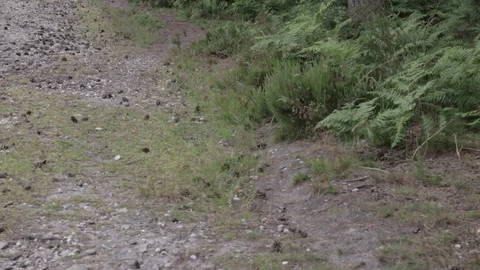Pine bumps on the road in Cannock Chase, United Kingdom Stock Footage 112397496
