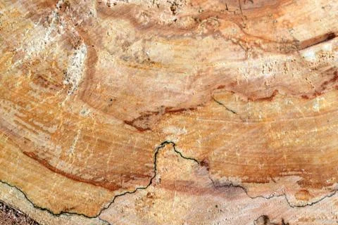 Pine burl wood in the section Stock Photos