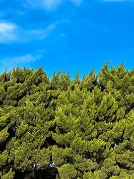 Pine Canopy Piercing Vivid Azure Stock Photos