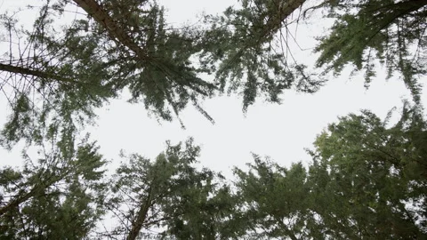 Pine canopy swaying in the wind, looking up through treetops. 4K 60fps. Stock Footage 334367937