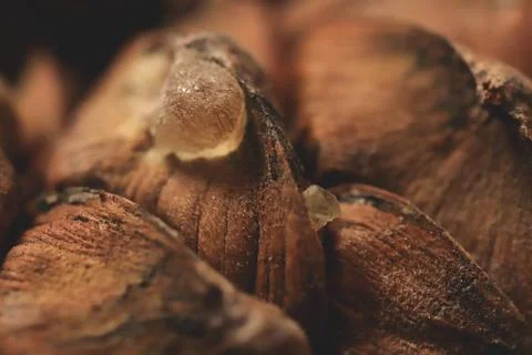 Pine cedar cone with gum. Macro closeup. Stock Photos