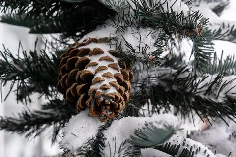A pine cedar cone hangs from a green Christmas tree all covered with snow. Close Stock Photos