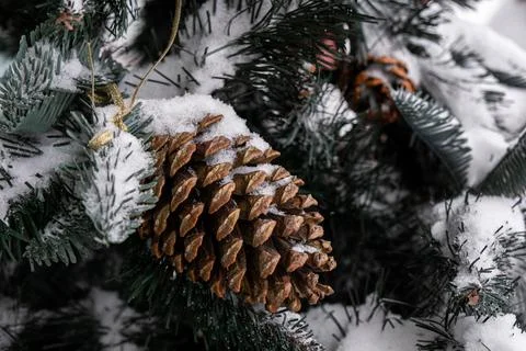 A pine cedar cone hangs from a green Christmas tree all covered with snow. Close Stock Photos