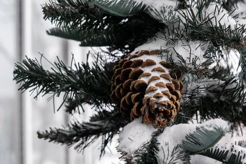 A pine cedar cone hangs from a green Christmas tree all covered with snow. Close Stock Photos
