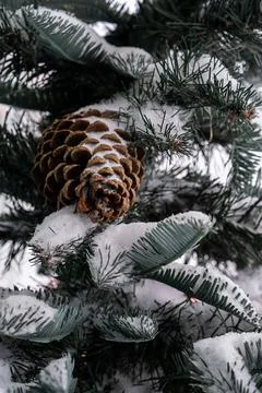 A pine cedar cone hangs from a green Christmas tree all covered with snow. Close Stock Photos