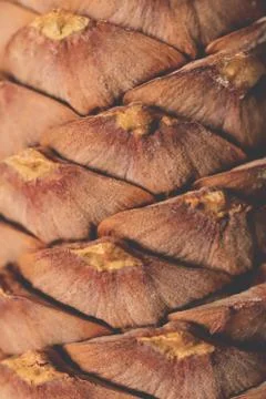 Pine cedar cone texture. Macro closeup. Stock Photos